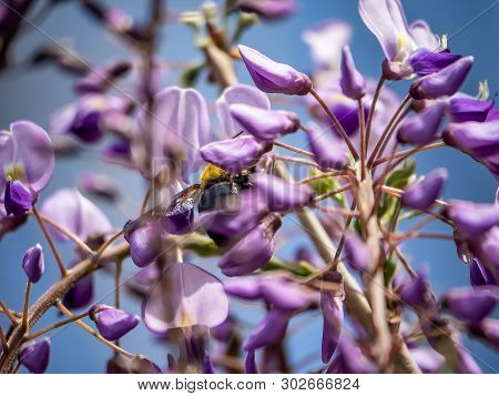 A Japanese Carpenter Bee, Xylocopa Appendiculata Circumvolans, Feeds From Flowering Trees In A Japan