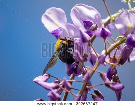 A Japanese Carpenter Bee, Xylocopa Appendiculata Circumvolans, Feeds From Flowering Trees In A Japan