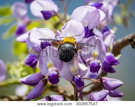 A Japanese Carpenter Bee, Xylocopa Appendiculata Circumvolans, Feeds From Flowering Trees In A Japan