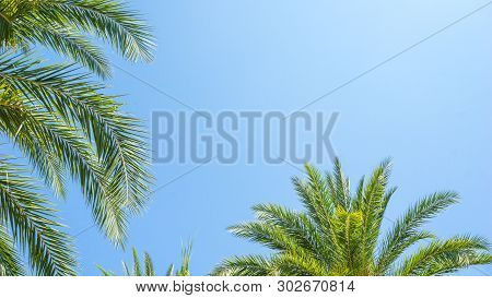 Palm Tree And Blue Sky Background Concept - Beautiful Palm Tree Leave With Blue Sky And Copy Space, 