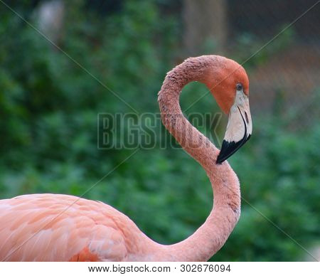 Pink Flamingo Against Soft Green Background - Image