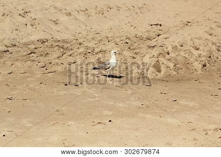 White Seagull On Sand At Twin Lakes Beach