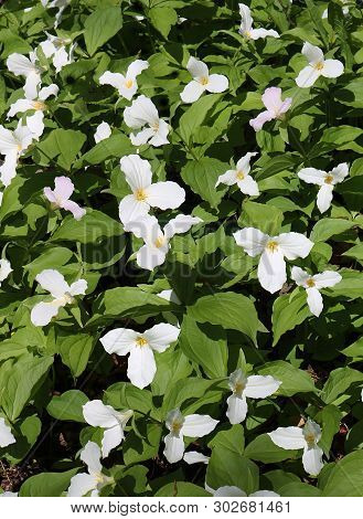 A Large Area Of White Trilliums The Flower Of Ontario And Ohio