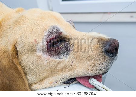 Entropion Surgery In Labrador Retriever Dog Breed