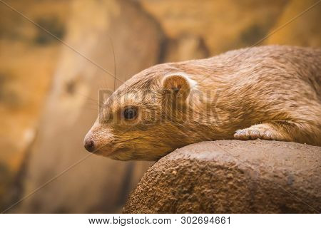 Common Rock Hyrax - Procavia Capensis, Mammal From African Mountains, Namibia.
