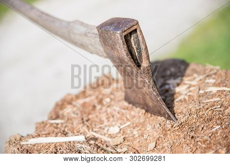 Getting Wood For Fire: Axe Attached To A Tree Trunk