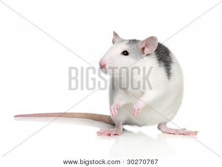 Husky Rat