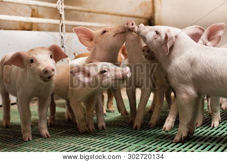 Piglets Playing In Barn