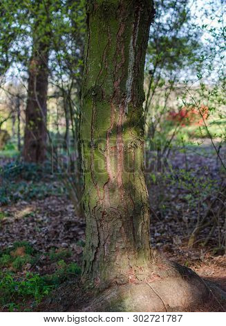 Pinus Parviflora 'tempelhof' (japanese White Pine) Trunk With Branches.