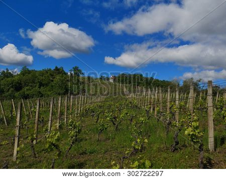 Vineyard in Pozega, Slavonia, Croatia 