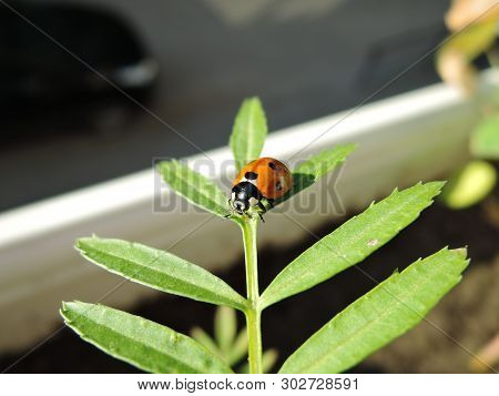 Ladybug Crawling On A Green Leaf On The City Balcony.