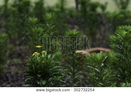 Golden Daisy Flower Garden Plants (euryops Chrysanthemoides), Pretoria, South Africa