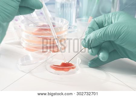 Close-up On Meat Cultured In Laboratory Conditions