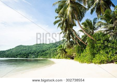 Coconut Trees At Anse Marie-loise Beach, Mahe Island, Seychelles