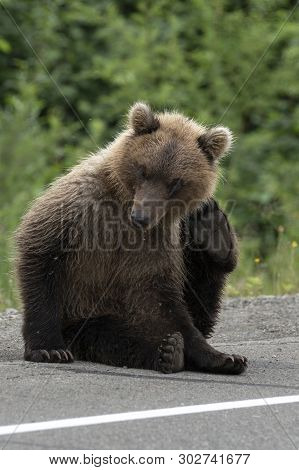 Young Kamchatka Brown Bear Scratching His Back Paw Behind The Ear Scaring Mosquitoes, Sits On Side O