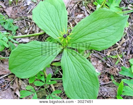 Corvine očí - Paris Quadrifolia L.