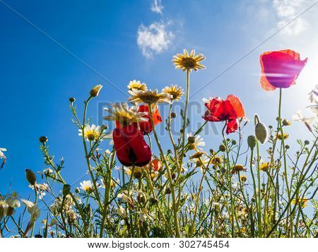 Bright red poppies backlit in poppy field. Looking up or upwards from ground level