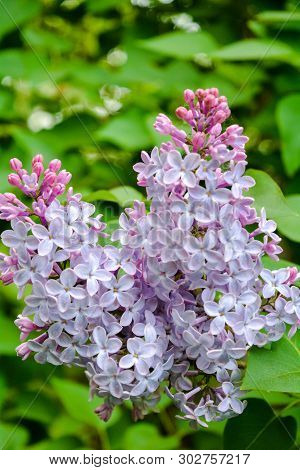 Lilac Flowers Blooming In Spring Garden. Common Lilac Syringa Vulgaris Bush. Close-up Of A Branch On