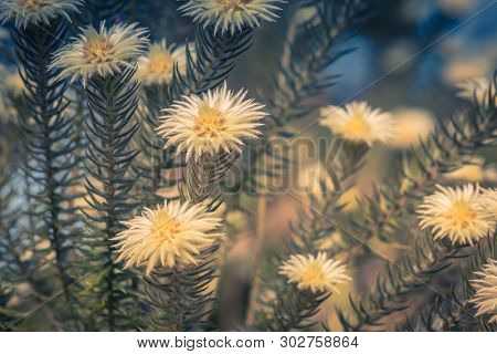 Phylica Pubescens, Also Known As Featherhead, Veerkoppie And Flannel Flower. This Plant Is Great At 