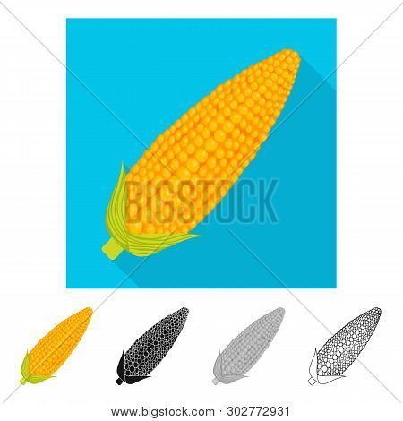 Isolated Object Of Corn And Sweetcorn Sign. Set Of Corn And Ripe Vector Icon For Stock.