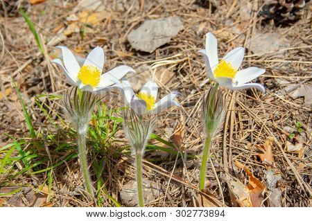 Beautiful Spring Purple Flower Pulsatilla Grows In The Forest At Spring Day. Pulsatlla Pratnsis. Pur