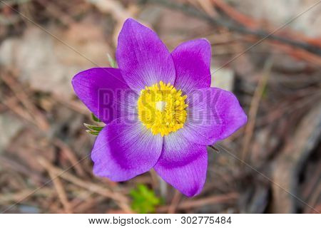 Beautiful Spring Purple Flower Pulsatilla Grows In The Forest At Spring Day. Pulsatlla Pratnsis. Pur