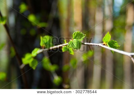 Beautiful Spring Purple Flower Pulsatilla Grows In The Forest At Spring Day. Pulsatlla Pratnsis. Pur