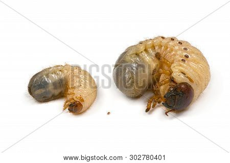 Concept Photo Larva Of Two Beetles, Rhinoceros Beetle (oryctes Nasicornis) And May-bug (melolontha) 