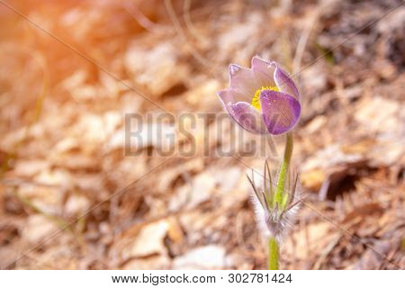 Beautiful Spring Purple Flower Pulsatilla Grows In The Forest At Spring Day. Pulsatlla Pratnsis. Pur