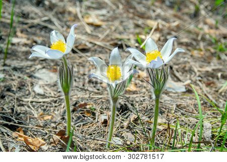 Beautiful Spring Purple Flower Pulsatilla Grows In The Forest At Spring Day. Pulsatlla Pratnsis. Pur