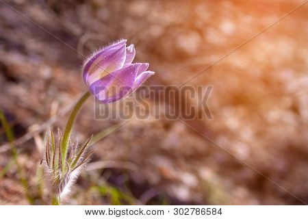 Beautiful Spring Purple Flower Pulsatilla Grows In The Forest At Spring Day. Pulsatlla Pratnsis. Pur