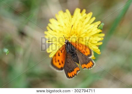 The Mahaon Butterfly With Orange, Brown Spots On The Wings And White Stripes Sits On A Yellow Dandel