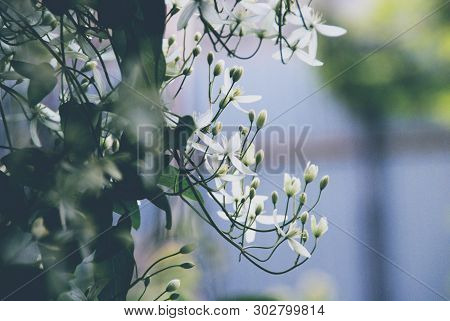 Clematis Flammula Plant With White Petals Macro