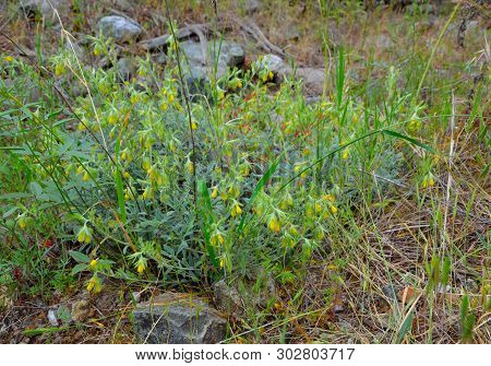 Yellow Flowering Onosma Flowers Against The Backdrop Of Nature.