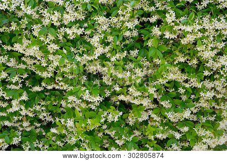 White Jasmine Or Jasminum Flowers Wall Background