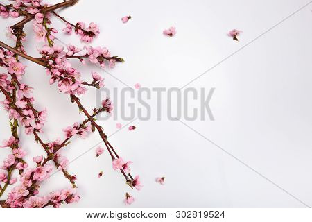 Peach Blossom On Pastel White Background. Fruit Flowers.