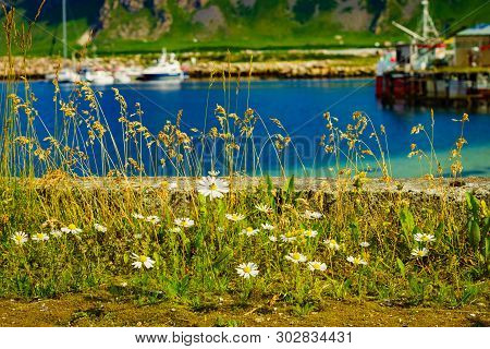 Fishing Port, Bleik Village In Summer Time. Andoya Island, Vesteralen Archipelago.