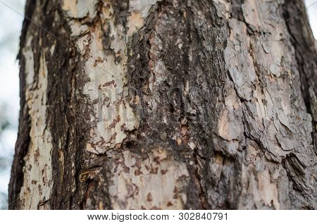European Larch (larix Decidua) Bark. Close Up.