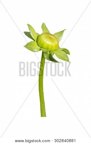 Unblown Green Garden Dahlia Bud Isolated On White Background