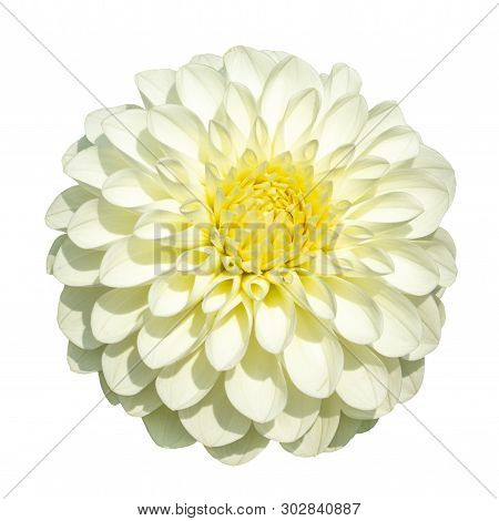 White Dahlia With A Yellow Heart, Lush Dahlia Head, Isolated On White Background