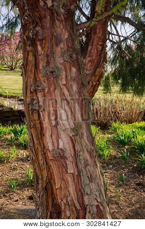 Calocedrus Decurrens (torrey) Florin, Calocedrus , Incense Cedar. Tree In The Botany In Niemcza, Pol