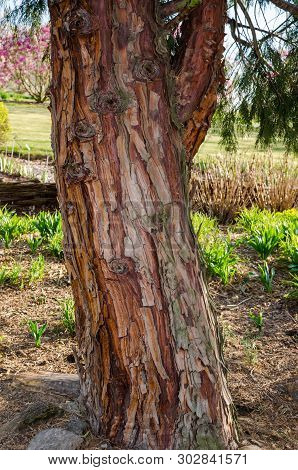 Calocedrus Decurrens (torrey) Florin, Calocedrus , Incense Cedar. Tree In The Botany In Niemcza, Pol