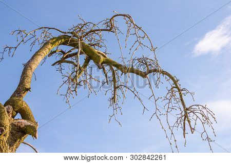 Weeping Mulberry -  (morus Alba Pendula) In Spring With Small Green Buds. Botanical Arboretum, Niemc