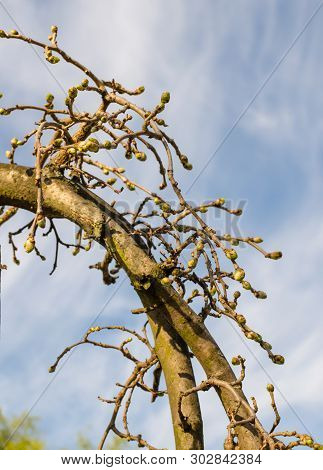 Weeping Mulberry -  (morus Alba Pendula) In Spring With Small Green Buds.