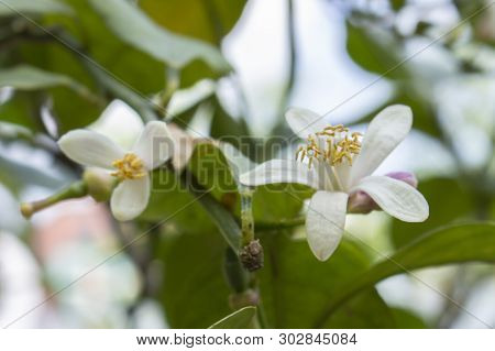 White Flowers Of Lemon Tree. Lemon Blooms With White Flowers. Garden Lemon Bloomed In The Spring. Le