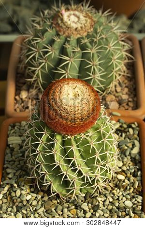 Melocactus Matanzanus Tropical Evergreen Cactus Exotic With A Bright Brown Red Cap In A Square Pot. 