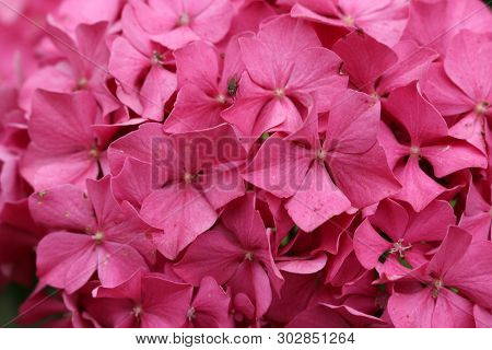Pink Mophead Hydrangea, Hydrangea Macrophylla, Variety King George Flowers With No Background.