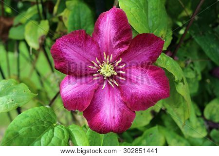 Purple Clematis Flower Suffused With Pink And A Background Of Leaves Of The Same Plant.