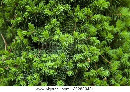 Pine Cones On A Branch With Fresh Young Pine Needles. Close-up. Spring Needles, Vegetative Backgroun