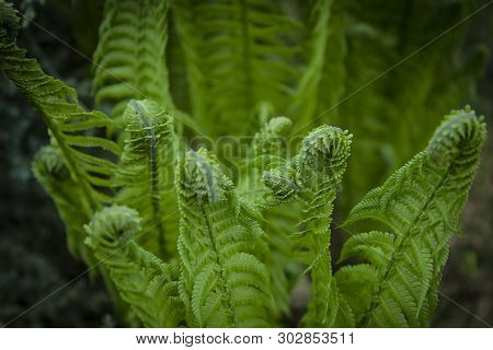 Vernal Unfolding Fern Leaves. Young Sprouts Of Fern Of Light Green Color. Forest Plants. Spring Gree
